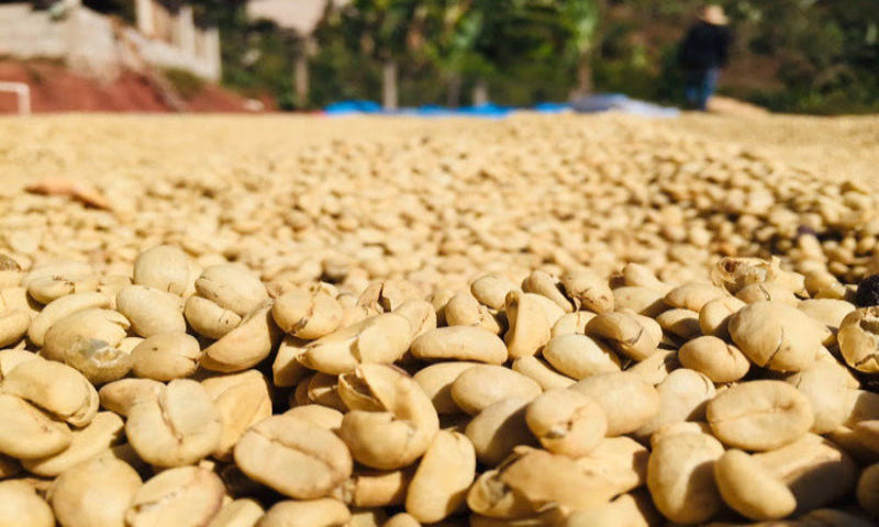 MEXICO Chiapas Organic