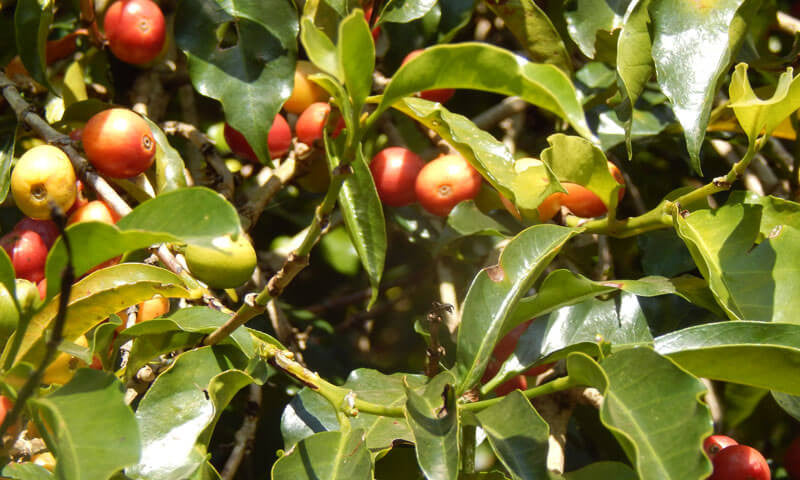 ETHIOPIA Yirgacheffe Dark – Jittery Joe's Coffee