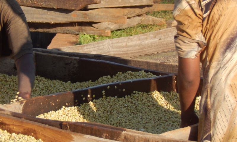 ETHIOPIA Yirgacheffe Light