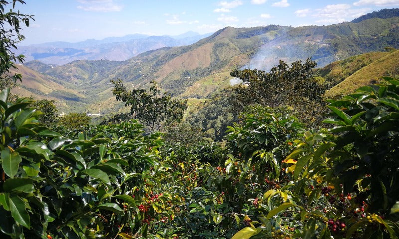 PERU Amazonas Organic