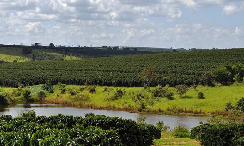 Coffee grown in Cerrado, Brazil